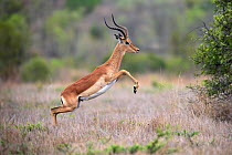 Impala (Aepyceros melampus) male jumping, Sabi-sands Game Reserve, South Africa