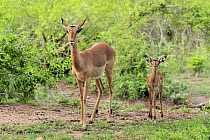 Impala (Aepyceros melampus) mother with calf, Kruger National Park, South Africa