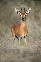 Steenbok (Raphicerus campestris) male, Kruger National Park, South Africa