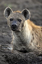 Spotted Hyena (Crocuta crocuta), Sabi-sands Game Reserve, South Africa