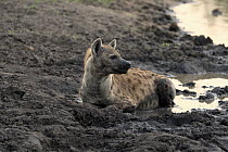 Spotted Hyena (Crocuta crocuta) at waterhole, Sabi-sands Game Reserve, South Africa