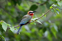 White-fronted Bee-eater (Merops bullockoides), Kruger National Park, South Africa