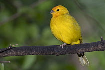 Saffron Finch (Sicalis flaveola), native to South America