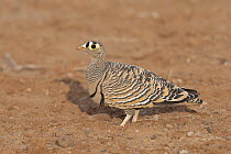 Lichtenstein's Sandgrouse (Pterocles lichtensteinii), Djibouti