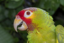Red-lored Parrot (Amazona autumnalis), native to Americas