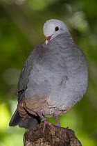 Grey-headed Quail-Dove (Geotrygon caniceps), native to Cuba
