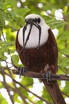 Three-wattled Bellbird (Procnias tricarunculata) male, native to Central America
