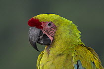 Great Green Macaw (Ara ambigua), native to Americas