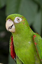 Cuban Parakeet (Aratinga euops), native to Cuba