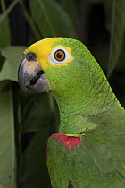 Yellow-crowned Parrot (Amazona ochrocephala), native to Central and South America