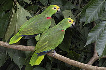 Yellow-crowned Parrot (Amazona ochrocephala) pair, native to Central and South America