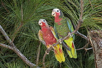 Cuban Parrot (Amazona leucocephala) pair, native to Caribbean