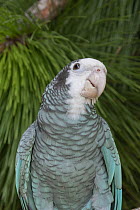 Cuban Parrot (Amazona leucocephala), native to Caribbean