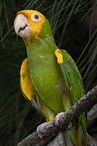 Red-masked Parakeet (Aratinga erythrogenys), native to South America