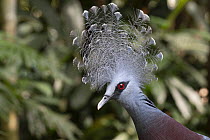 Victoria Crowned Pigeon (Goura victoria), native to southeast Asia