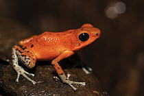 Strawberry Poison Dart Frog (Oophaga pumilio), native to Central America