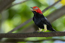 Red-capped Manakin (Pipra mentalis) calling, native to Americas