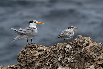 Lesser Crested Tern (Sterna bengalensis) parent and fledgling, Djibouti