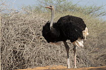 Somali Ostrich (Struthio camelus molybdophanes), Djibouti