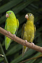 Orange-chinned Parakeet (Brotogeris jugularis) pair, native to Americas