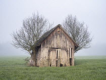 Old wooden barn and trees in farmland, Hessen, Germany
