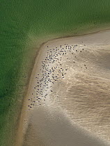 Common Seal (Phoca vitulina) group on sand bank at low tide, Wadden Sea National Park, North Sea, Schleswig-Holstein, Germany
