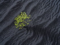 Sea Sandwort (Honckenya peploides) on black sand beach, Iceland