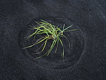 Grass on black sand beach showing track made by wind, Iceland
