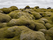 Racomitrium Moss (Racomitrium lanuginosum) on lava field, Iceland