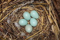 Common Starling (Sturnus vulgaris) eggs in nest cavity, Hessen, Germany