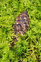 Norway Spruce (Picea abies) cone and moss, Germany