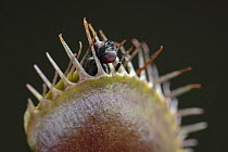 Venus Fly Trap (Dionaea muscipula) with fly prey, Europe