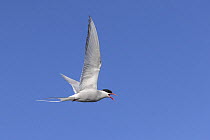 Arctic Tern (Sterna paradisaea) flying and calling, Germany