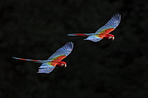 Red and Green Macaw (Ara chloroptera) pair flying, Brazil