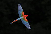 Red and Green Macaw (Ara chloroptera) flying, Brazil