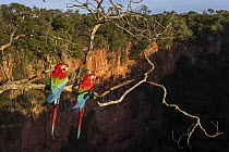 Red and Green Macaw (Ara chloroptera) pair at sinkhole, Brazil