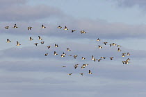 Barnacle Goose (Branta leucopsis) flock flying, Germany