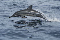 Spinner Dolphin (Stenella longirostris) porpoising through water, Bahamas