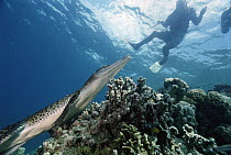 Saltwater Crocodile (Crocodylus porosus) with diver, New Britain Island, Papua New Guinea