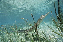 Saltwater Crocodile (Crocodylus porosus) juvenile, New Britain Island, Papua New Guinea