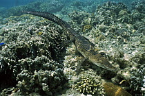 Saltwater Crocodile (Crocodylus porosus) underwater, New Britain Island, Papua New Guinea