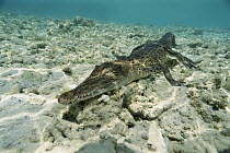 Saltwater Crocodile (Crocodylus porosus) walking along ocean floor, New Britain Island, Papua New Guinea