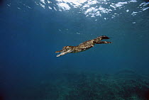 Saltwater Crocodile (Crocodylus porosus) swimming underwater, New Britain Island, Papua New Guinea