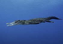 Saltwater Crocodile (Crocodylus porosus) juvenile swimming, New Britain Island, Papua New Guinea. Digitally enhanced.