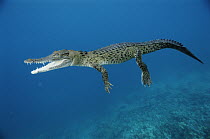 Saltwater Crocodile (Crocodylus porosus) juvenile, New Britain Island, Papua New Guinea