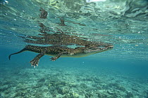 Saltwater Crocodile (Crocodylus porosus) floating on surface, New Britain Island, Papua New Guinea