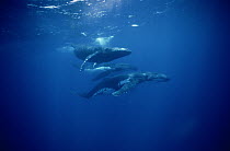 Humpback Whales (Megaptera novaeangliae) social group, Tonga