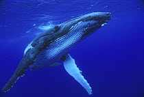 Humpback Whale (Megaptera novaeangliae) swimming, Tonga