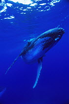 Humpback Whale (Megaptera novaeangliae), Tonga