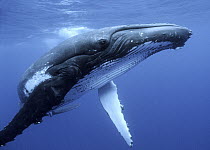 Humpback Whale (Megaptera novaeangliae) near surface, Tonga